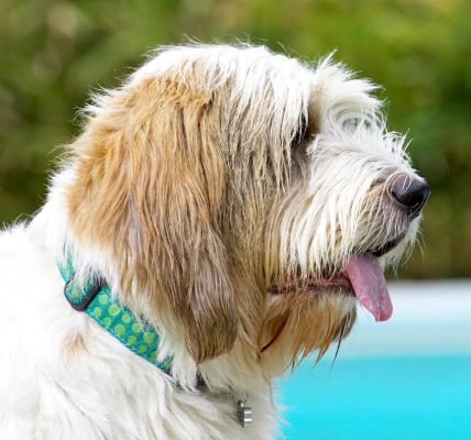 Boy, they make you hang around here
Palabras Clave: Alfie Grand Vendeen Bassett Hound tongue