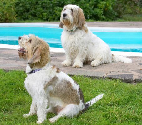 Aren't we pretty as a picture
Palabras clave: Alfie Libbie Grand Vendeen Bassett Hound
