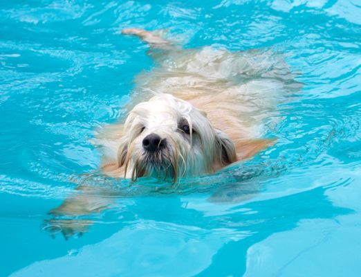 Look at my nice smooth style
See the doggie guest book at [url=http://www.dog-hotel.co.uk/guests] Dog Hotel Blog [/url].
Ključne besede: Rupert Tibetan Terrier