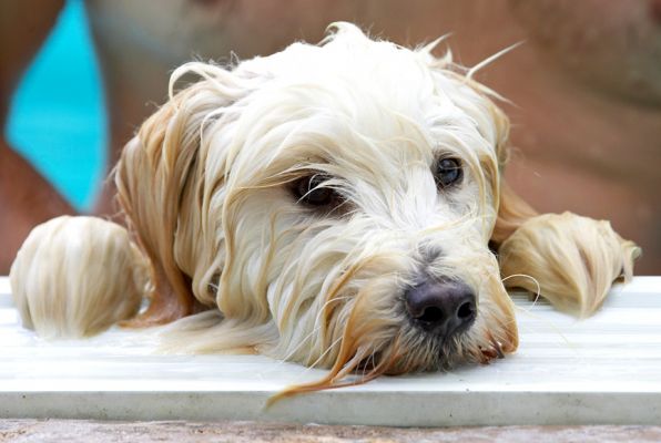 Hey, every boy needs a break now and then
Keywords: Rupert Tibetan Terrier