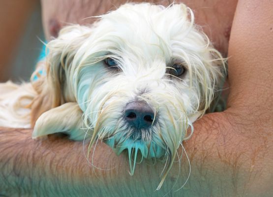 I love a cuddle
Słowa kluczowe: Rupert Tibetan Terrier