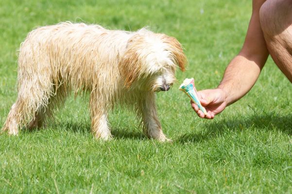 This smells interesting
Ключови думи: Rupert Tibetan Terrier haddock ice cream