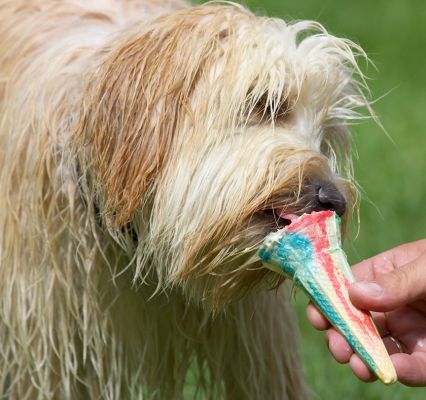 I'm really tucking in
Keywords: Rupert Tibetan Terrier haddock ice cream