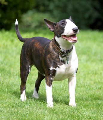 Hey, that was a good joke
Mots-clés: Indie English Bull Terrier