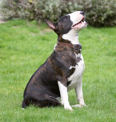 You got my undivided attention
Klíčová slova: Indie English Bull Terrier