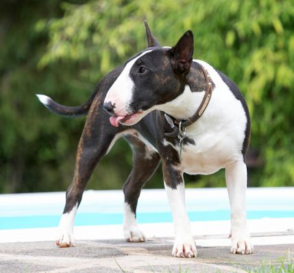 Yesssss, she opened the jar
Λέξεις-κλειδιά: Indie English Bull Terrier tongue