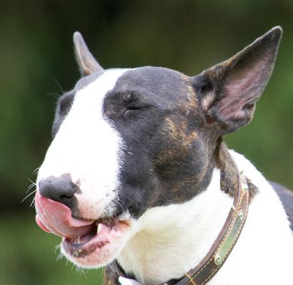 Eating - my favourite past-time
Λέξεις-κλειδιά: Indie English Bull Terrier tongue