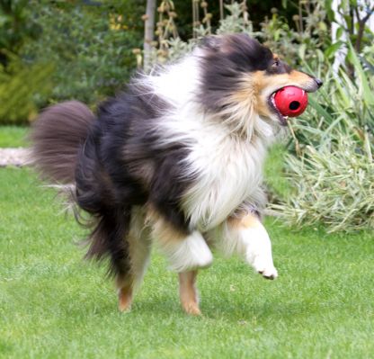 Just doing some sightseeing
Keywords: Scooby Border Collie