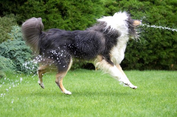 Yesssss, direct  hit
Palabras clave: Scooby Border Collie