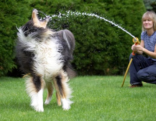 I'm good at this!
Anahtar kelimeler: Scooby Border Collie Sylwia