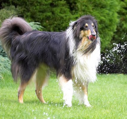 Just gotta lick up the drips
Keywords: Scooby Border Collie tongue