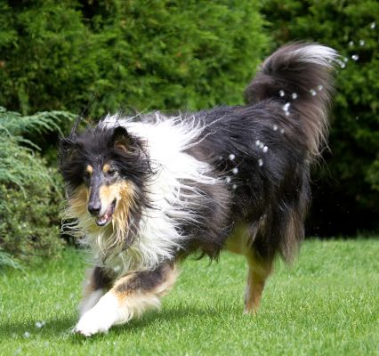 I'm gonna chase down every last drop
Ključne besede: Scooby Border Collie
