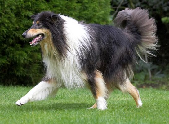 Oh, she's moved the hose over there
Palabras clave: Scooby Border Collie