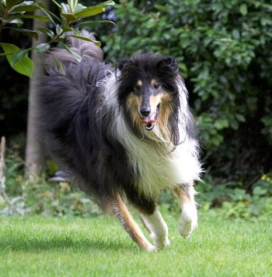 Wait a minute, I'm the one doing all the running
Anahtar kelimeler: Scooby Border Collie