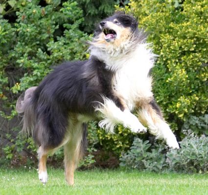 Just hold that hose in one place
Palabras clave: Scooby Border Collie