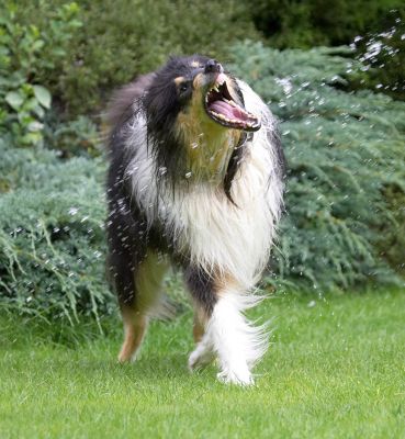 Wow, is my mouth really that big?!
Palabras Clave: Scooby Border Collie