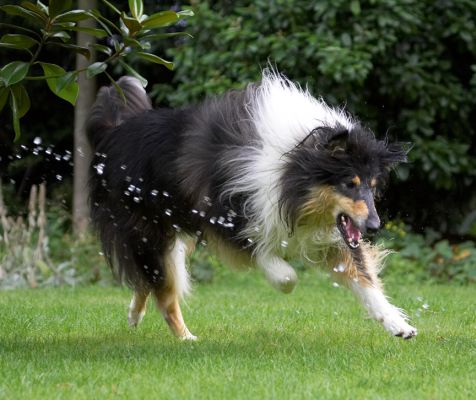 I'm going for that drop there
Keywords: Scooby Border Collie