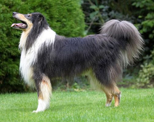 Well, bring it down to my level then
Λέξεις-κλειδιά: Scooby Border Collie