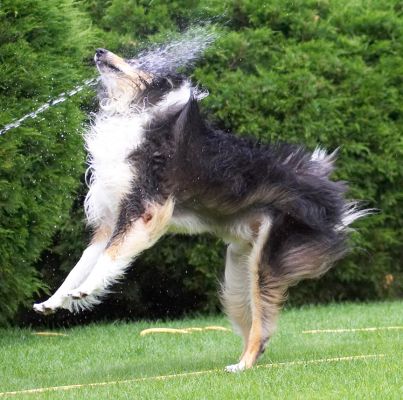 Whoops, didn't get the timing quite right
Ключові слова: Scooby Border Collie