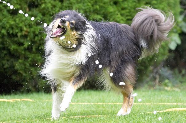 I am soooooo good at this
Palabras clave: Scooby Border Collie
