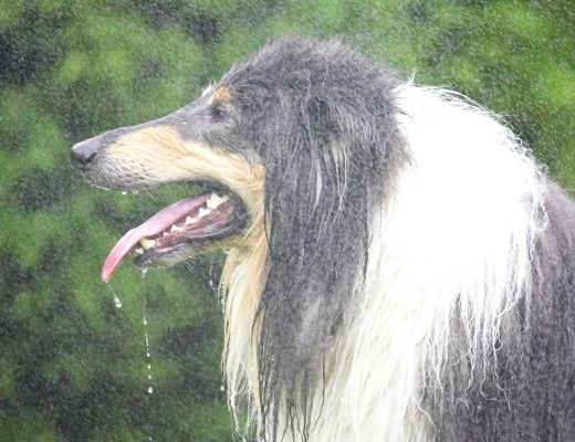 Look, I go swimming, I don't need a shower as well
Trefwoorden: Scooby Border Collie