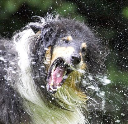 Boy, don't I look fierce
Avainsanat: Scooby Border Collie