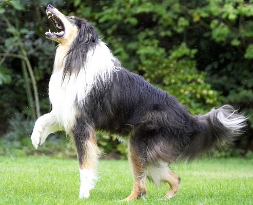 High or low, I can get there every time
Keywords: Scooby Border Collie