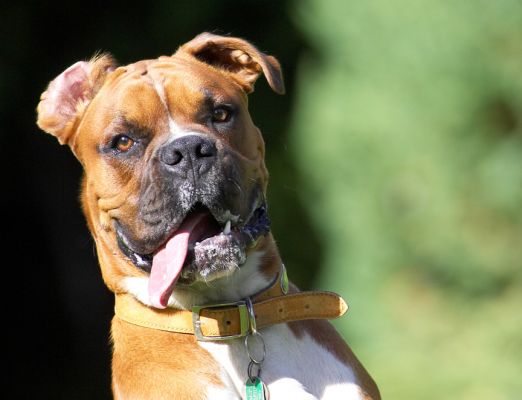 Hey look, I'm busy.  OK?!
Avainsanat: Nog Boxer tongue