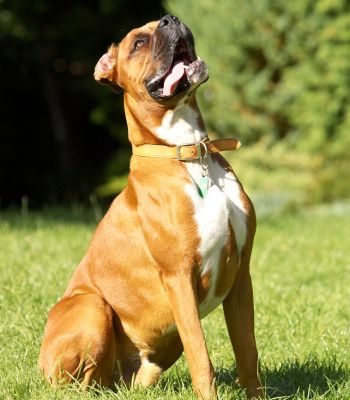 OK, I'm waiting
Anahtar kelimeler: Nog Boxer tongue