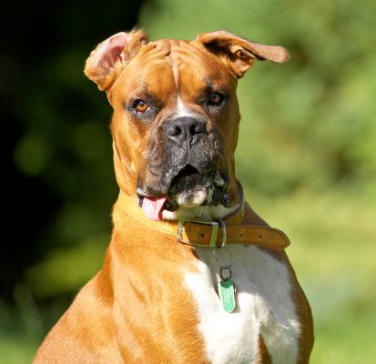 Hey, aren't I a handsome guy
Palabras Clave: Nog Boxer
