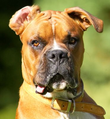 Got enough shots yet?
Palabras clave: Nog Boxer tongue