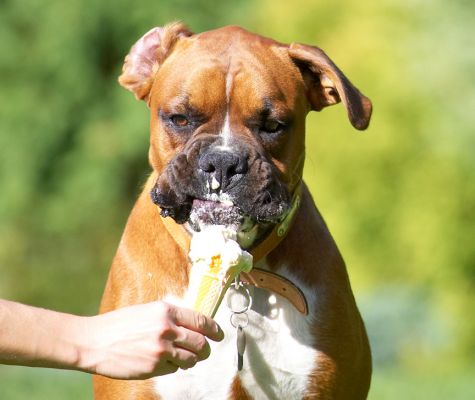 Oh, it's yummy
Ključne besede: Nog Boxer haddock ice cream