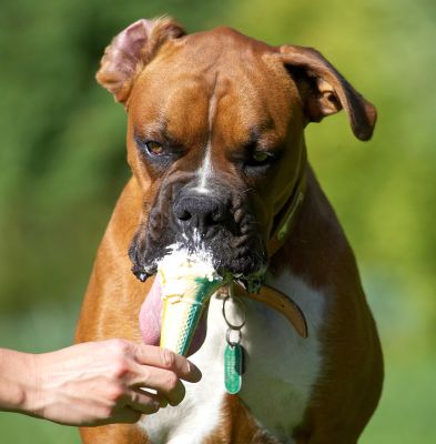 With this tongue I can catch all the drips
Palabras clave: Nog Boxer haddock ice cream tongue