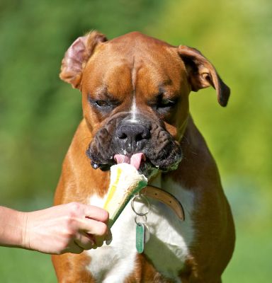 A boy can eat daintily too
Keywords: Nog Boxer haddock ice cream tongue