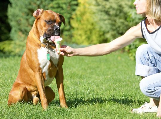 I just love waitress service
Ključne besede: Nog Boxer haddock ice cream Sylwia tongue