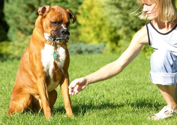 Oh, it's all gone
Anahtar kelimeler: Nog Boxer Sylwia