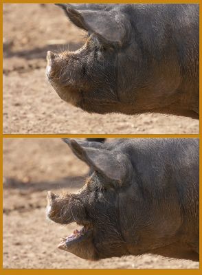 Yeah, that's a good joke
Keywords: Berkshire pig
