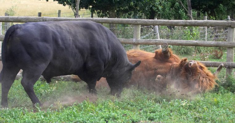 Oh, the humilition
Lord Rannoch decided to pay Ballet Cruz a visit and in the words of the Rolling Stones "made the biggest mistake of his life".  He was no match for the much younger bull.  He's OK.  Only his pride is wounded.
Λέξεις-κλειδιά: Rannoch Ballet Cruz bull Aberdeen Angus Highland cattle