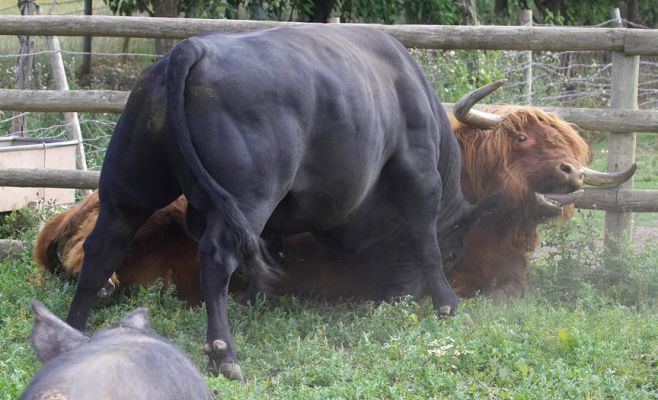 Ow, that hurts!
Lord Rannoch, our Highland bull, was quick to charge the fence --- and, to our amazement, he actually broke through.  There were five of us there at the time, including our [url=http://www.whitehousevets.com/]veterinarian[/url] to do a castration of a young Gloucester bull.  What this photograph doesn't show is Zbig and Gregorz running around yelling --- and finally actually separating the two bulls before any damage was done.
Ключевые слова: Rannoch Ballet Cruz bull Aberdeen Angus Highland cattle