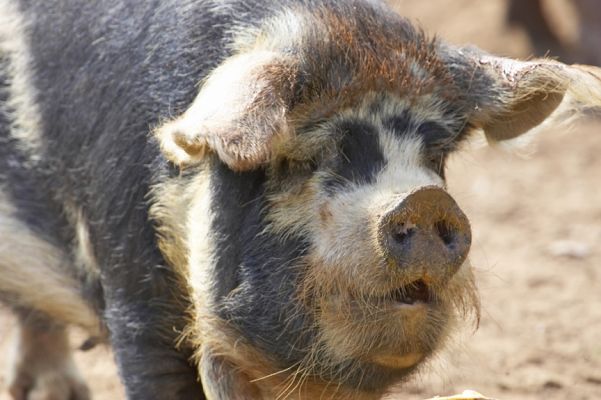 Chase's Kune Kune Pig
This attractive pig is a Kune Kune - Gloucester Old Spot cross.  A face that only a mother pig could love.
Λέξεις-κλειδιά: Kune Kune Gloucester Old Spot pig