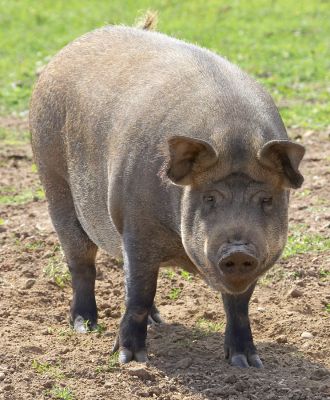 Wassup?
This pig is about 13 or 14 years old.  She's 1/4 Wild Boar, 1/4 Tamworth, and 1/2 Gloucester Old Spot.  More of the Wild Boar coming through than anything else.  Despite her age and her girth, she's impossible to catch.
Keywords: Tamworth pig wild boar Gloucester Old Spot