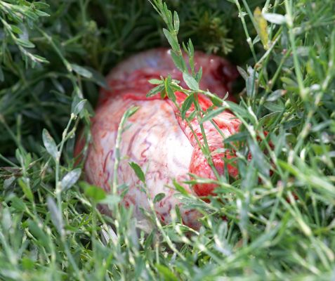 Gloucester testicles
Keywords: Gloucester testicles