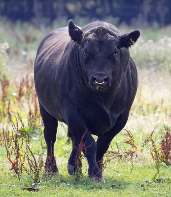 The Victor
Ключови думи: Ballet Cruz Aberdeen Angus bull cattle