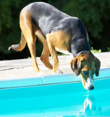 That dog in the water looks just like me!
Palabras clave: Jessie Hamiltonstovara