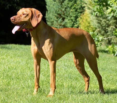Aren't I as purty as a picture
Anahtar kelimeler: Pippa Hungarian Viszla