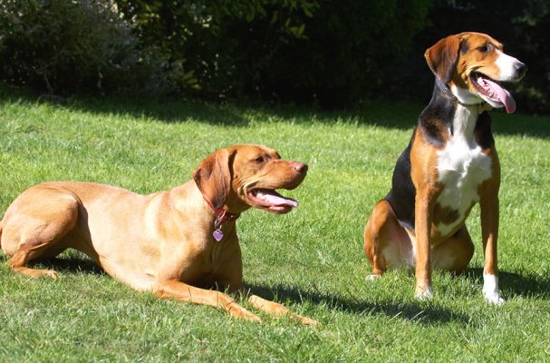 This is a good show
See the doggie guest book at [url=http://www.dog-hotel.co.uk/Guests] Dog Hotel Blog [/url].
Trefwoorden: Jessie Pippa Hamiltonstovara Hungarian Viszla