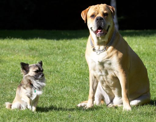 The odd couple
الكلمات الإستدلالية(لتسهيل البحث): Peepee Brutus Chihuahua Bull Mastiff