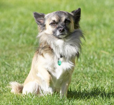 Yeah, what you want?
Keywords: Peepee Chihuahua
