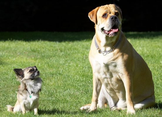 Yes, you've got our attention!
Keywords: Peepee Bull Mastiff Brutus Chihuahua