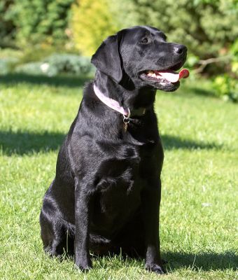 This would make a good postcard for Mum and Dad
Keywords: Ellie Black Labrador